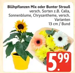 Marktkauf Blühpflanzen mix Angebot