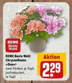 nahkauf REWE Beste Wahl Chrysantheme Angebot