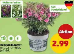 PENNY Hebe All Blooms Angebot