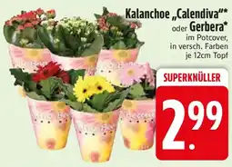 Edeka Kalanchoe „Calendiva" oder Gerbera Angebot