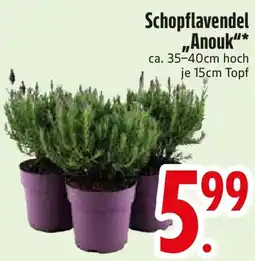 Edeka Schopflavendel ,,Anouk" Angebot