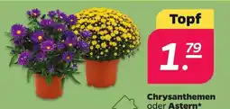 Netto Chrysanthemen oder Astern* Angebot