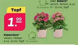 Netto Kalanchoe* Angebot