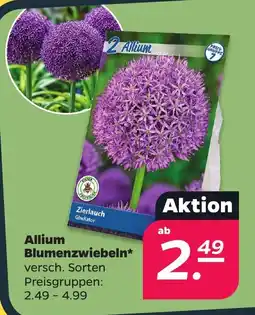 Netto Allium Blumenzwiebeln* Angebot