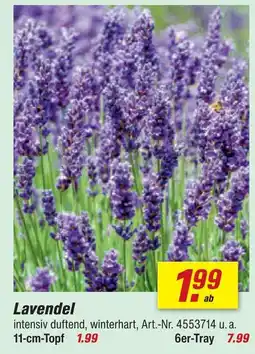 toom Baumarkt Lavendel Angebot