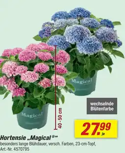 toom Baumarkt Hortensie magical Angebot