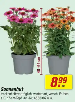 toom Baumarkt Sonnenhut Angebot