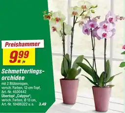 toom Baumarkt Schmetterlingsorchidee Angebot