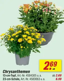 toom Baumarkt Chrysanthemen Angebot