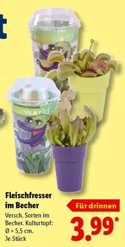 Lidl Fleischfresser im Becher Angebot