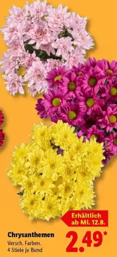 Lidl Chrysanthemen Angebot