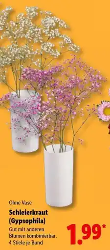 Lidl Schleierkraut (Gypsophila) Angebot