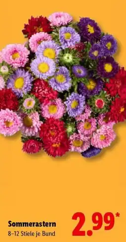Lidl Sommerastern Angebot