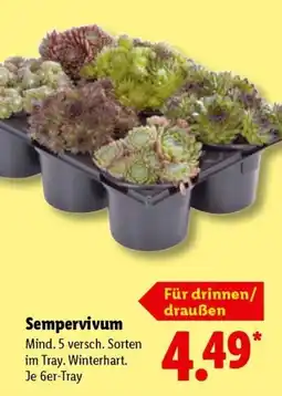 Lidl Sempervivum Angebot