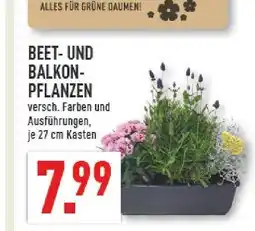 Marktkauf Beet- und balkon-pflanzen Angebot