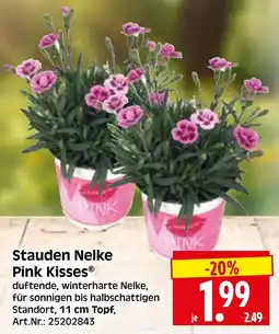 Herkules Baumarkt Stauden Nelke Pink Kisses® Angebot