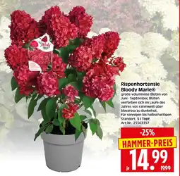 Herkules Baumarkt Rispenhortensie Bloody Marie® Angebot