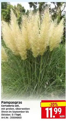 Herkules Baumarkt Pampasgras Cortaderia sell. Angebot
