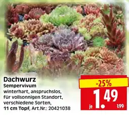 Herkules Baumarkt Dachwurz Sempervivum Angebot