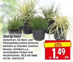 Herkules Baumarkt Ziergräser Angebot