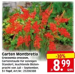 Herkules Baumarkt Garten Montbretia Angebot