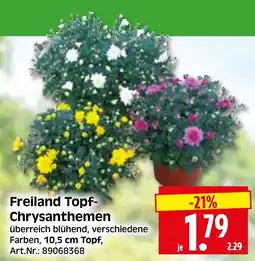 Herkules Baumarkt Freiland Topf-Chrysanthemen Angebot