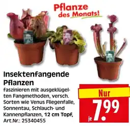 Herkules Baumarkt Insektenfangende Pflanzen Angebot
