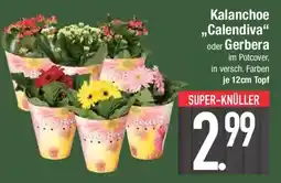 E-Center Kalanchoe ,,Calendiva" oder Gerbera Angebot