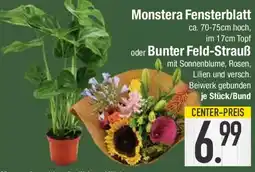 E-Center Monstera Fensterblatt oder Bunter Feld-Strauß Angebot