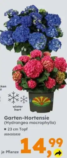 Globus Baumarkt Garten-Hortensie (Hydrangea macrophylla) Angebot