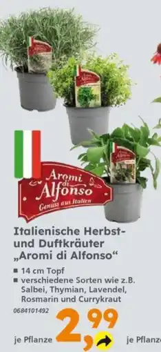 Globus Baumarkt Italienische Herbst- und Duftkräuter "Aromi di Alfonso" Angebot