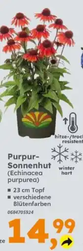 Globus Baumarkt Purpur-Sonnenhut (Echinacea purpurea) Angebot