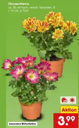 Netto Marken-Discount Chrysantheme Angebot
