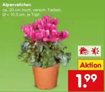 Netto Marken-Discount Alpenveilchen Angebot
