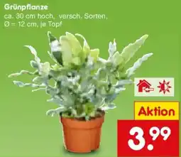 Netto Marken-Discount Grünpflanze Angebot