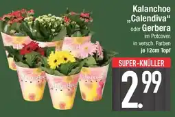 Edeka Kalanchoe ,,Calendiva" oder Gerbera Angebot