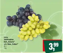 Markant Italien Tafeltrauben hell „Victoria“ oder blau „Palieri“ Angebot