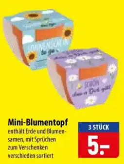 Famila Nord Ost Mini-Blumentopf Angebot