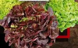 Handelshof Salat Bionda Angebot