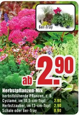 B1 Discount Baumarkt Herbstpflanzen-Mix Angebot