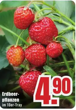 B1 Discount Baumarkt Erdbeer-pflanzen Angebot