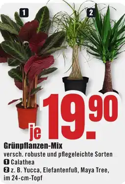 B1 Discount Baumarkt Grünpflanzen-Mix Angebot