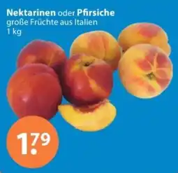 V Markt Nektarinen oder Pfirsiche Angebot