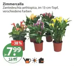 V Markt Zimmercalla Zantedeschia aethiopica Angebot