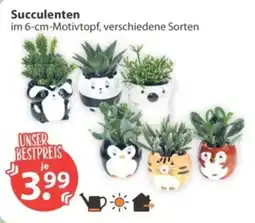V Markt Succulenten im 6-cm-Motivtopf Angebot