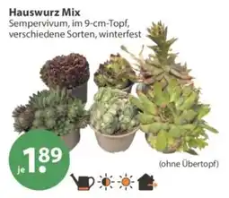 V Markt Hauswurz Mix Angebot