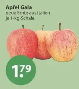 V Markt Apfel Gala Angebot