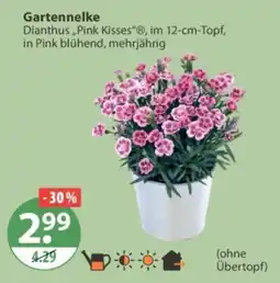 V Markt Gartennelke Dianthus „Pink Kisses“® Angebot