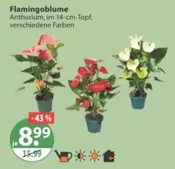 V Markt Flamingoblume Anthurium Angebot