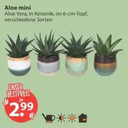 V Markt Aloe mini Angebot